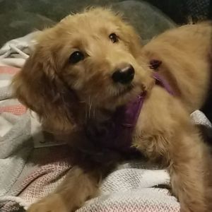 Meet your Posher, Sharon